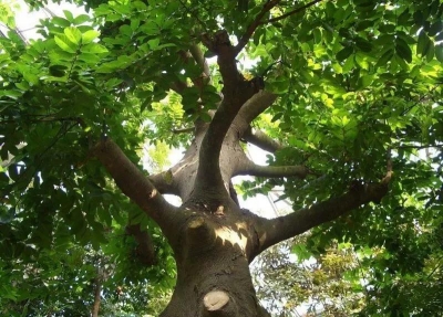 云之美丨探秘世博园中的生物多样性之美·见血封喉的“毒树”——箭毒木