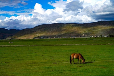 图集丨夏日里的香格里拉纳帕海 绿意盎然风景醉人