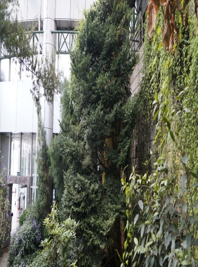 云之美 丨探秘世博园中的生物多样性之美·植物界的“活化石”冷杉