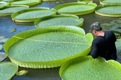 直径1.92米！西双版纳植物园长出60年来最大王莲叶片