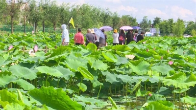 多彩暑期 研学玉溪｜夏韵浓，到澄江马房村赴一场荷花之约！