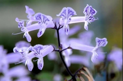 云之美丨探秘世博园中的生物多样性之美·紫色精灵：艾氏香茶菜