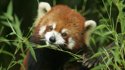 探秘生物多样性之美丨来看又仙又萌的小熊猫