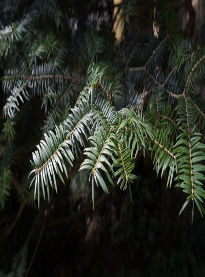 云之美 丨探秘世博园中的生物多样性之美·植物界的“活化石”冷杉