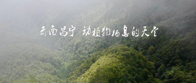 视频 | 云南昌宁 动植物栖息的天堂