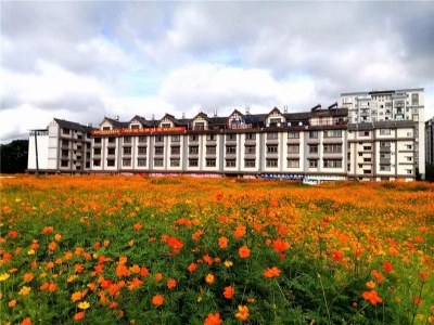 普洱这片“城中花海”，正是格桑花烂漫时......