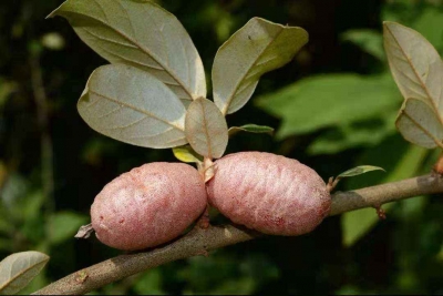 种子猎人在云南天坑接连发现“百年相遇”极危物种 ​