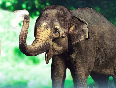 拍视频，赢奖品！“就爱秀小象”微博、短视频活动持续进行中！