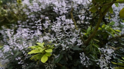 云之美丨探秘世博园中的生物多样性之美·紫色精灵：艾氏香茶菜