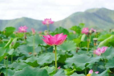 今夏 “荷”你在红河相约