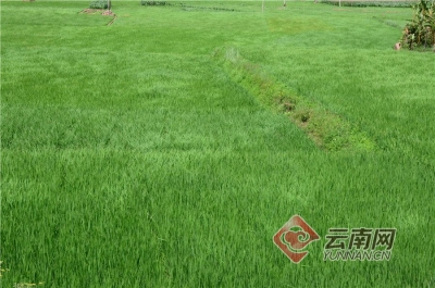 大理南涧：田园风光美如画