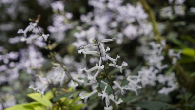 云之美丨探秘世博园中的生物多样性之美·紫色精灵：艾氏香茶菜