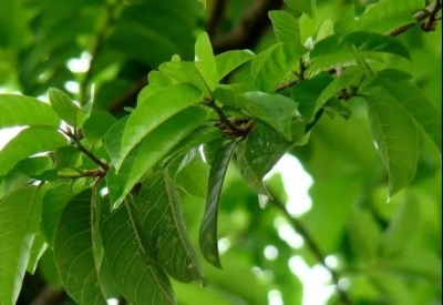 云之美丨探秘世博园中的生物多样性之美·见血封喉的“毒树”——箭毒木