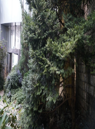 云之美 丨探秘世博园中的生物多样性之美·植物界的“活化石”冷杉