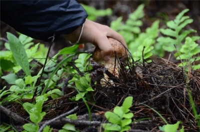 香格里拉亲子游：走进高原秘境 以自然为师  