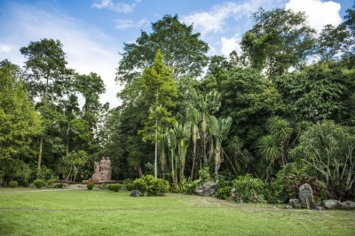 云之美丨探秘世博园中的生物多样性之美·见血封喉的“毒树”——箭毒木