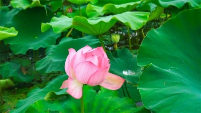 多彩暑期 研学玉溪｜夏韵浓，到澄江马房村赴一场荷花之约！