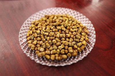 保山龙陵：全力打造中国石斛之乡