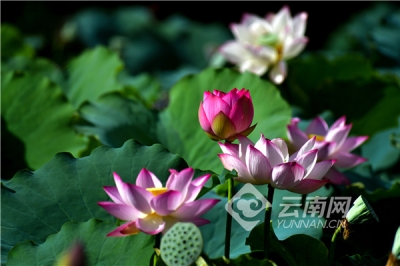 【组图】大理彝乡南涧品荷香