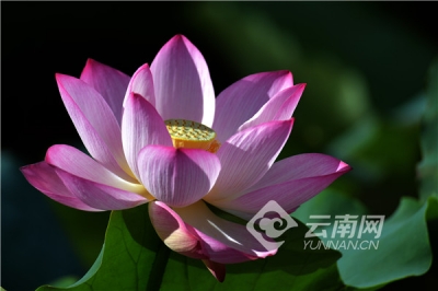 【组图】大理彝乡南涧品荷香