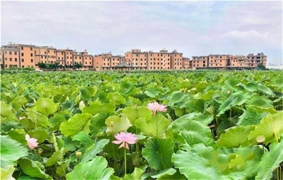 到澄江马房村， 听一段故事，赏一处美景，品一方美食！