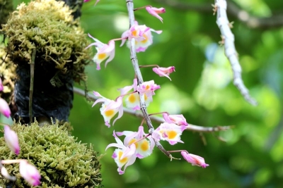 保山龙陵：全力打造中国石斛之乡