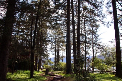 拍出25万元高价，详解香格里拉松茸为何如此美味