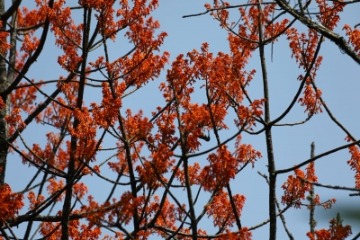 CBD COP15 | 保山腾冲发现濒危国家二级保护植物火桐群落