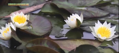 COP15 | 大理洱源：持续开展茈碧花种群保护工作