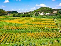 图集丨美丽南华 野菌飘香