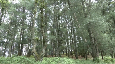 坚持绿色发展理念，永仁县永兴乡践行“绿水青山就是金山银山”