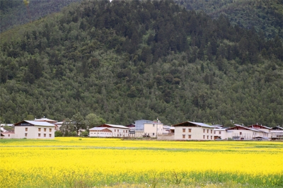 香格里拉赏秋｜初秋高原 花事未了  