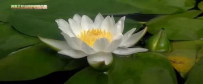 COP15 | 大理洱源：持续开展茈碧花种群保护工作