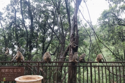 图集 | 鸡足山猴群 山中精灵