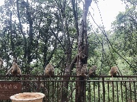 图集 | 鸡足山猴群 山中精灵