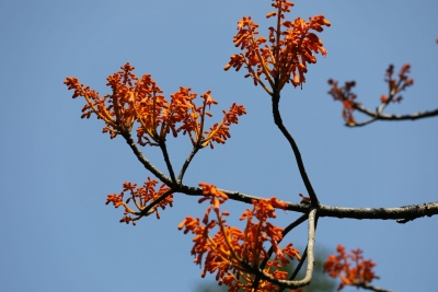 CBD COP15 | 保山腾冲发现濒危国家二级保护植物火桐群落