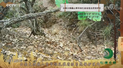 COP15｜巍山的这种小鸟亮相央视啦！