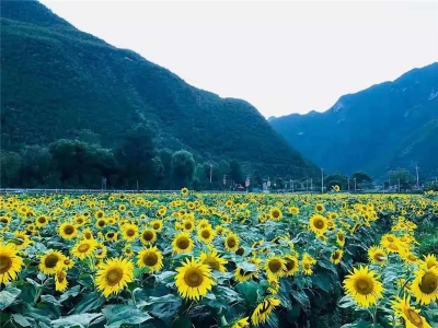 香格里拉赏秋｜百亩向日葵绽放 去启别村度假吧  