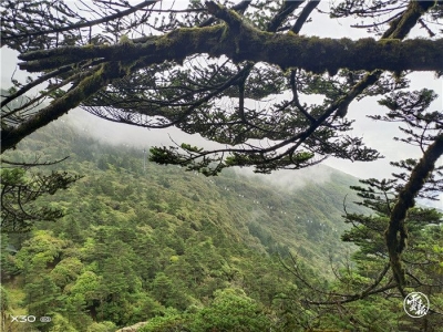 云南轿子山国家级自然保护区：一座巨大的天然物种基因库