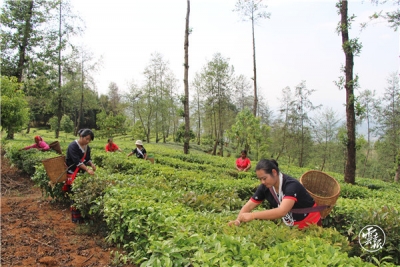 云南日报评论员：亲切关怀 殷殷嘱托——论学习领会习近平总书记重要回信指示精神