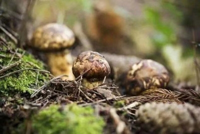 拍出25万元高价，详解香格里拉松茸为何如此美味