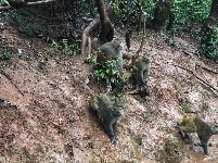 图集 | 鸡足山猴群 山中精灵