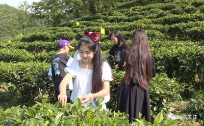 大理云龙河南村：茶旅融合发展 助力乡村振兴
