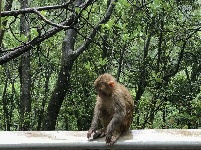图集 | 鸡足山猴群 山中精灵