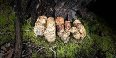 手绘作品“一朵松茸的自述”告诉你香格里拉松茸有多好  