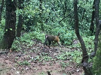 图集 | 鸡足山猴群 山中精灵