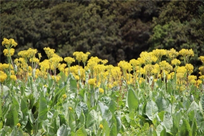 香格里拉赏秋｜初秋高原 花事未了  