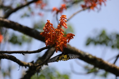 CBD COP15 | 保山腾冲发现濒危国家二级保护植物火桐群落