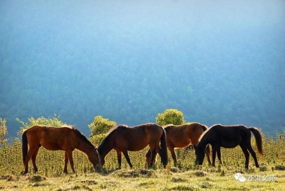 大理原创音乐重磅发布：《花甸坝》，我用三生三世呼唤你的名字！