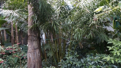 云之美 | 探秘世博园中的生物多样性之美·颜色终年常依旧：叉叶苏铁